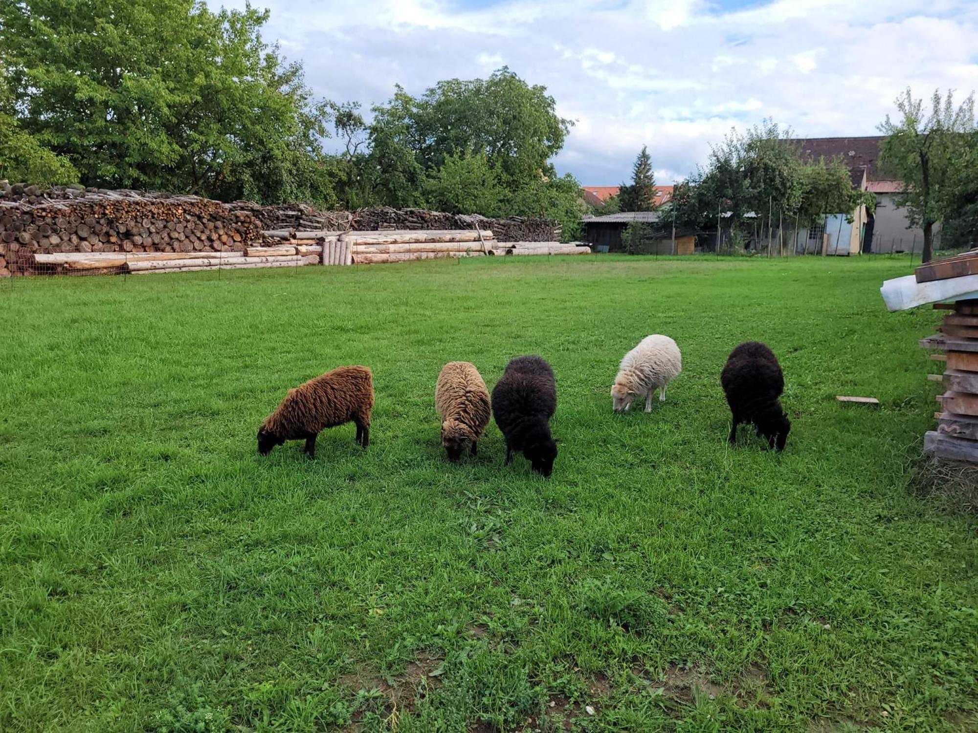Ferienwohnung Wiesenhof Neuhof an der Zenn Bagian luar foto
