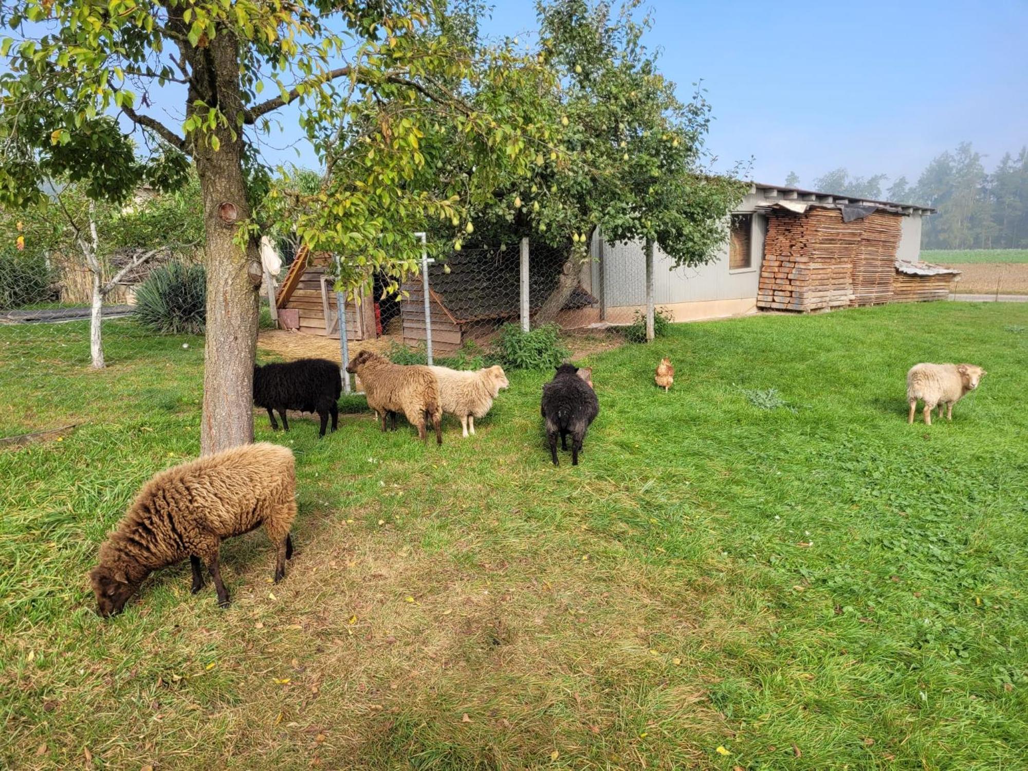 Ferienwohnung Wiesenhof Neuhof an der Zenn Bagian luar foto